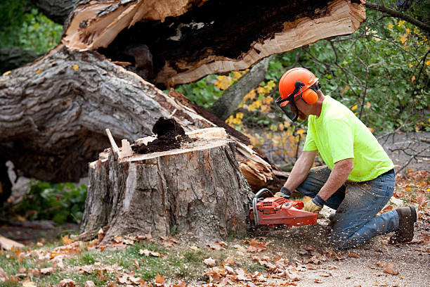 Best Seasonal Cleanup  in USA